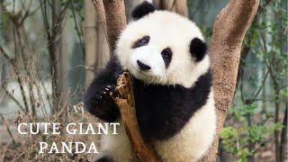 The Hometown of Giant Panda 'Hua Hua'— Chengdu Giant Panda Breeding Base | China City Tour