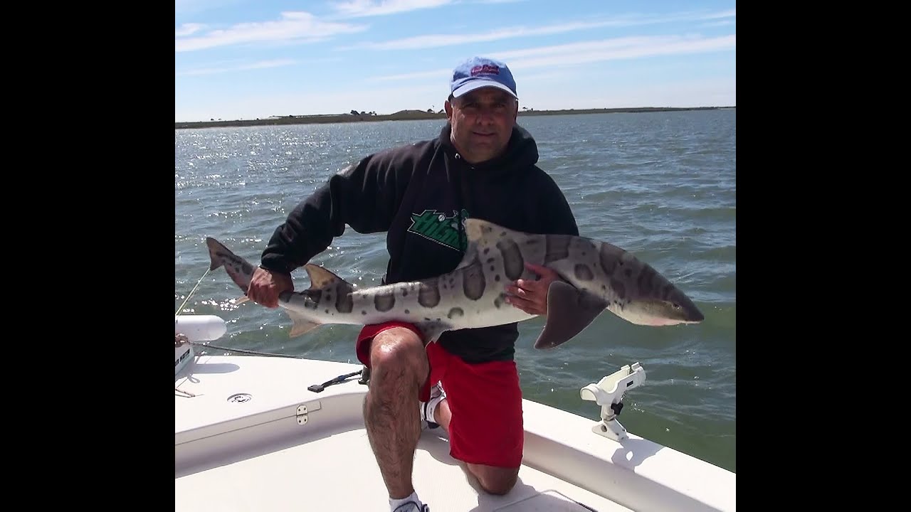 Giant Leopard Shark Released ! Fishing San Diego Bay The Reel Brothers