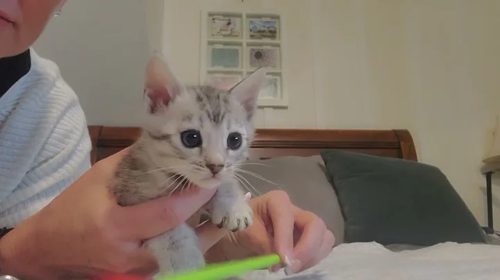 Video 1954681: silver spotted bengal kitten, spotted male bengal kitten