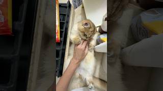 Кусь 🦷 #cat #kitty #cute #meow #kitten #shorts #котик #милота #busia_businka