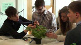 Investigating leaf surface temperature