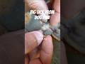 Remove Big Tick From Dog Paw😇#dog#puppy #pets #animals
