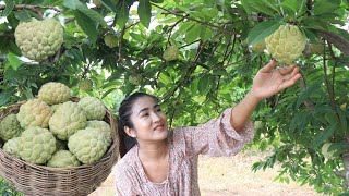 Have you ever eaten sugar apple? / Pick sugar apple from grandmother farm / Cooking with Sreypov