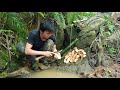 Dig Wild Tubers For Food, Survival Instinct, Wilderness Alone (ep62)