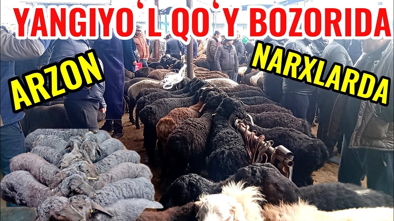 YANGIYOʻL QOʻY BOZORIDAGI BUGUNGI NARXLAR 🐐🐑🐏