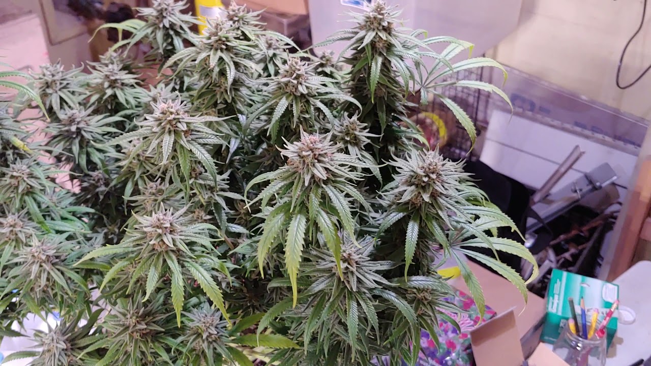 last looks for Mango Kush 63 days total flowering time