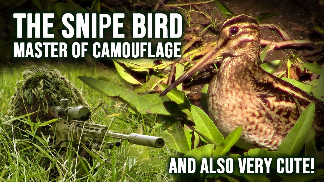 The Snipe Bird: Master of Camouflage | Urban Wilde CDO