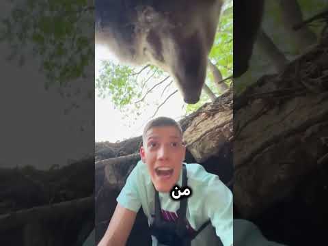 شاب ينتهي به المطاف في كهف الدب اكسبلور  شورتس