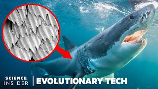 How Shark Scales' Unique Design Could Stop Bacteria Spread | Evolutionary Tech