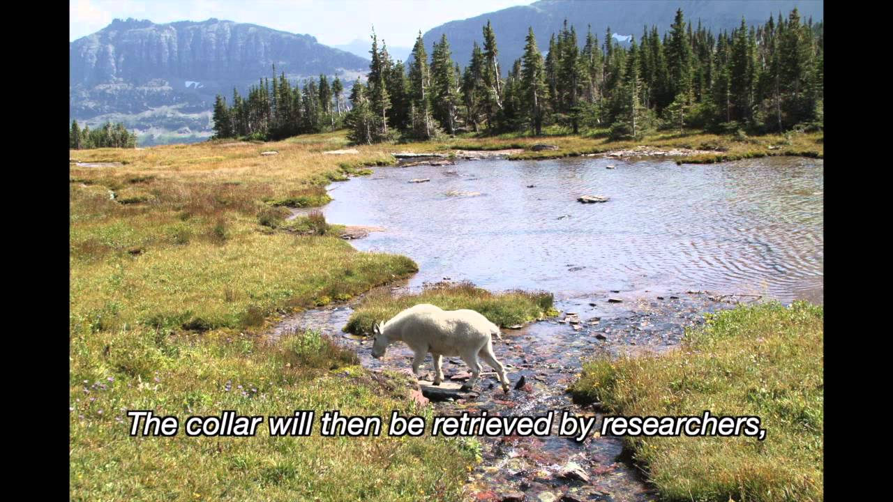 Mountain Goat Study Begins at Logan Pass