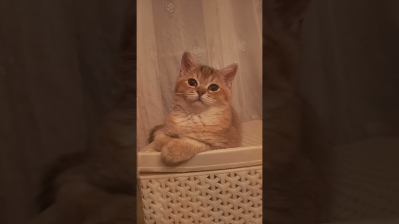 ПРЯНИК ШОКОЛАДНЫЙ БУТИК