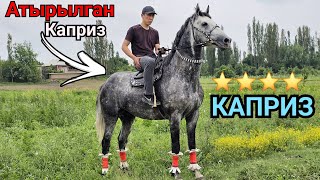 КАПРИЗ 👍20 мая 2024 г.