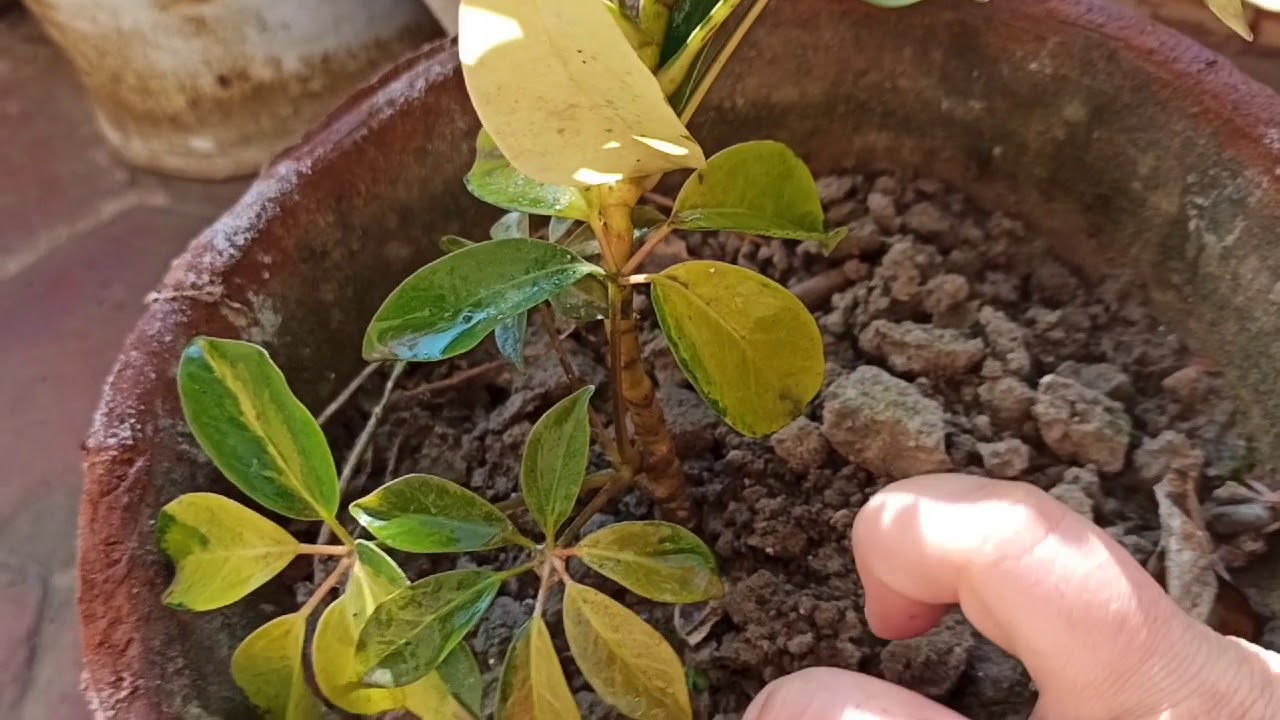 Schefflera Plant Care Complete Guide [ Umbrella Tree ] #schefflaraplant