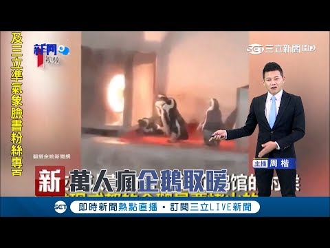 難道中國比較冷?小企鵝排隊取暖模樣超可愛 網友看到笑出來｜主播 周楷｜【萌寵54來當家】20181216｜三立新聞台