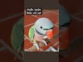 Huấn luyện vẹt thân thiện. #vẹt #parrot #thuầnvẹt