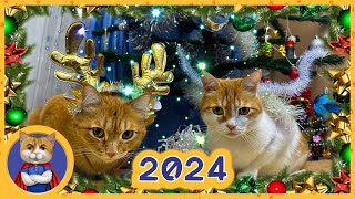 Новогоднее поздравление. Рыжик, Печенька и Гаффи получают огромный подарок. Обзор 2023 года