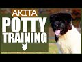 How To Potty Train Your AKITA