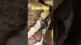 Agree? or Disagree? #exoticpets #pythonregius #ballpython