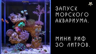 Морской аквариум. Мини риф 30 литров. Запуск.