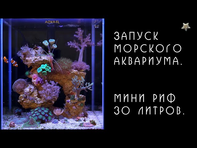 Рифовый аквариум на л из Великобритании под Orphek Atlantik •Orphek