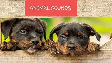 Animal Sounds for Children | 20 Amazing Animals Name and Sounds