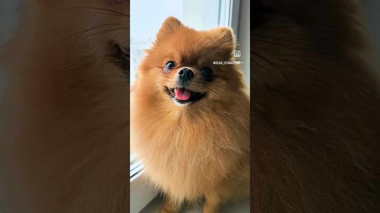 Чили Перчик🤣 