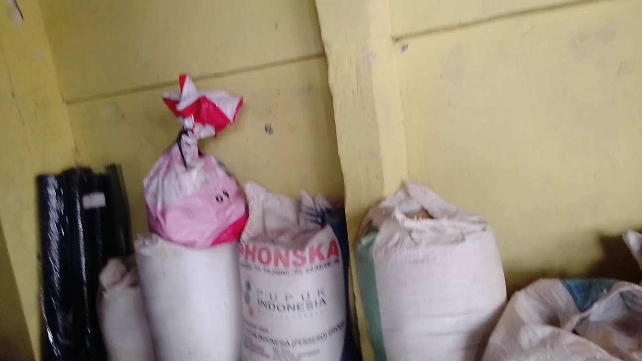 ternakan burung lb (love bird) yg terbengkalai.love bird jahat #