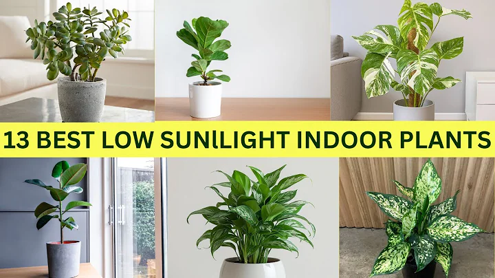 13 Best Indoor Plants that Need low Sunlight | Best Low Light Indoor Plants | Live in Garden