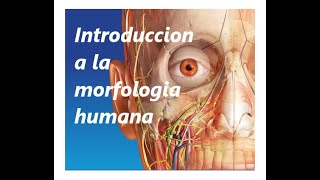 introducción a la morfología