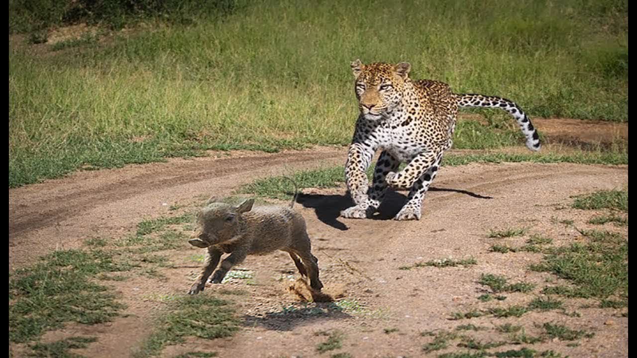 Chase animals. Каракал против леопарда. Сон убегать от леопарда.