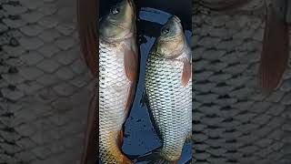 Budidaya ikan mas asli