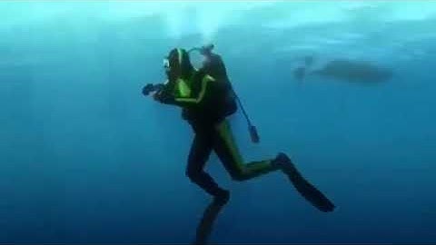 Finding Nemo (2003) Nemo Get Captured