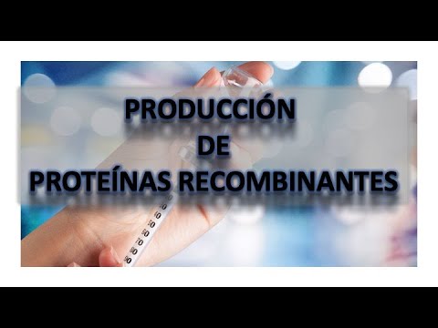 Vídeo: Producción, Purificación Y Caracterización De La Proteína R-spondin1 Humana Recombinante (RSPO1) Expresada De Manera Estable En Células HEK293 Humanas