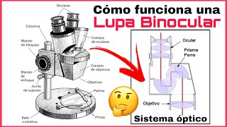 CÓMO FUNCIONA UN ESTEREOMICROSCOPIO (LUPA BINOCULAR)