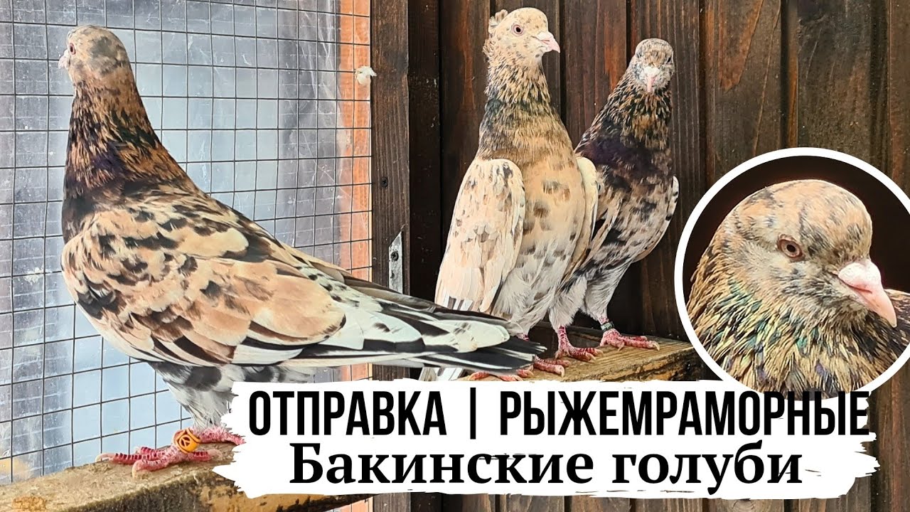 Истощение, болячка?! Слабая кровь?! ПОЧЕМУ ПОГИБАЮТ КОРМЯЩИЕ 🤔?! Бакинские рыжемраморные голуби