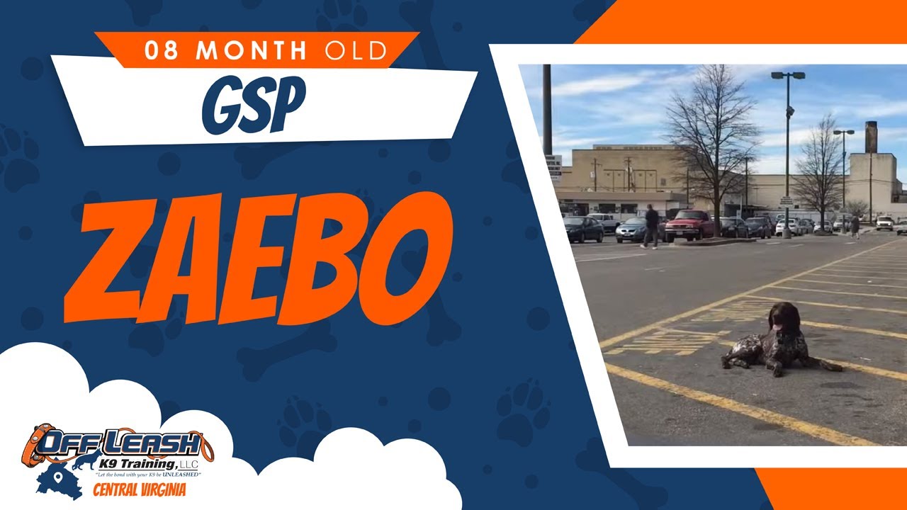 8 Mo. Old GSP (Zaebo) Best Dog Trainers in Richmond! Dog Training