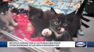 NH SPCA caring for 67 cats rescued from overcrowding situation in Kensington