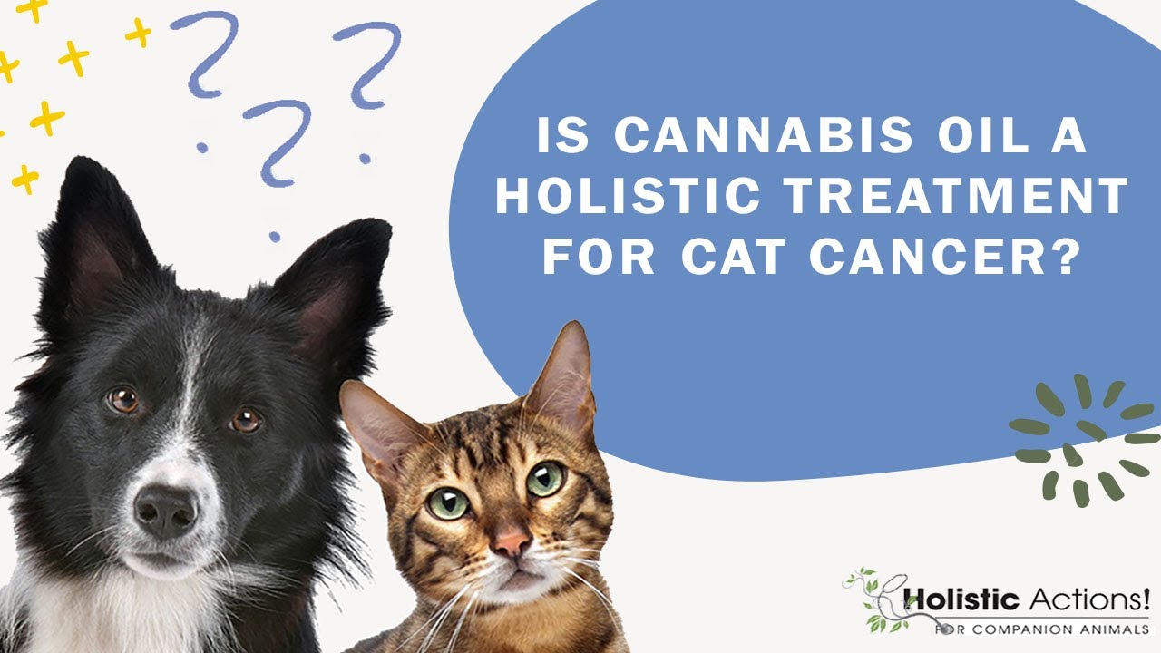 FAQ Is cannabis oil a holistic treatment for cat cancer? YouTube