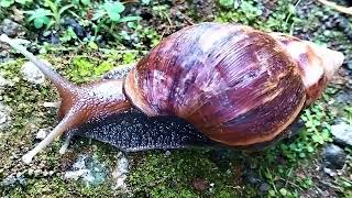 “Big Cute Snail Walking Slowly 🐌🌱 | Fun Animal Video for Kids”