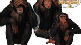 Люди и животные Люди и животные