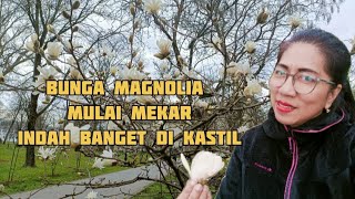 TERPUKAU LIAT Bunga Magnolia UDA MEKAR!!, TEMPAT LANGGANAN UTK FOTO PRE WEDDING DI KASTIL🇷🇴