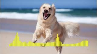 dog barkin❤️ this amazing ringtone ❤️❤️❤️❤️ in the world dog barking heart touching ringtone 🙏🏽