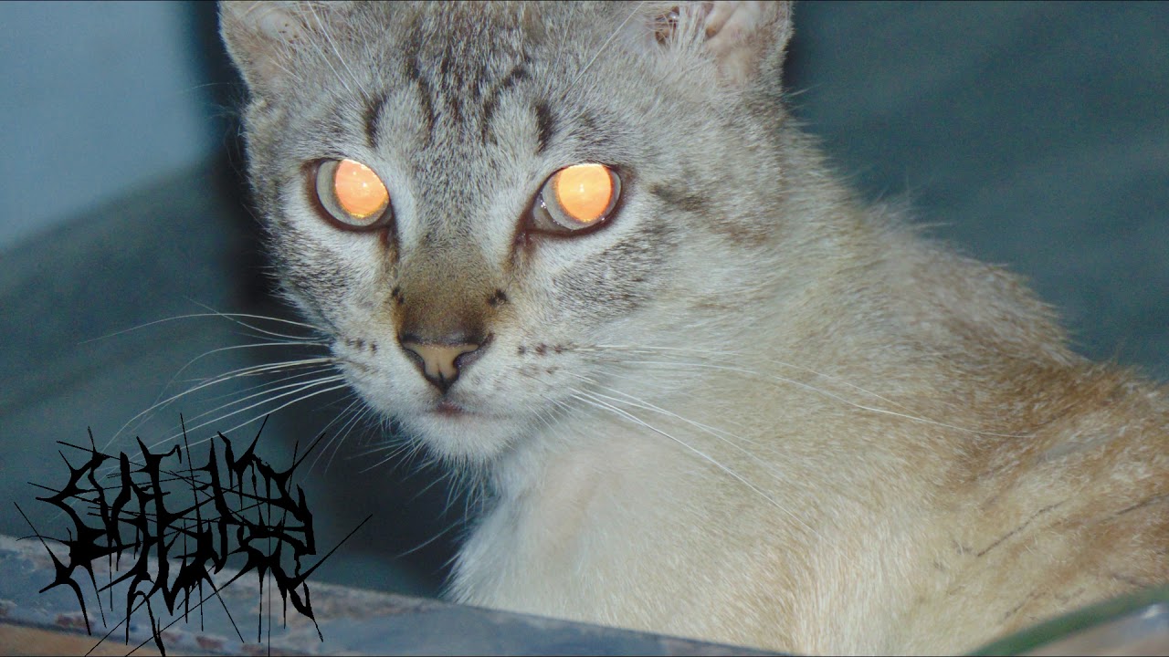 MUSEO - 1800  //Muzz fernandez