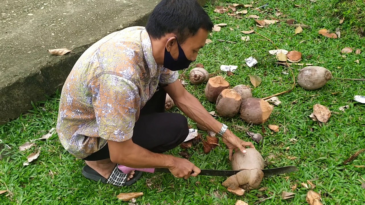 Bonsai kelapaCara mudah program tunas kelapa agar cepat tumbuh2020