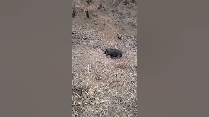 Wild Boar Life Jungle 🐗 #warthog #pig #boar #viral #animal #wildpig #wildboar #wildlife #farmlife