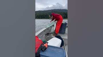 Picking A Salmon Out Of A Gill Net