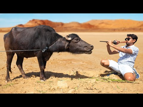 भैस के आगे बीन बजाने पर क्या होगा ? - Will Buffalo React To Music ?