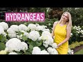 How to get best blooms with hydrangea annabelle  smooth hydrangeas in my garden