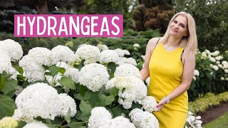 How to get best blooms with hydrangea Annabelle  smooth hydrangeas in my garden