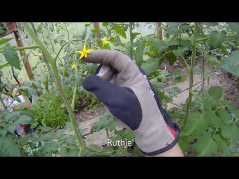 Video: Tomatite käsitsi tolmeldamine: kuidas tolmeldada tomatitaimi käsitsi